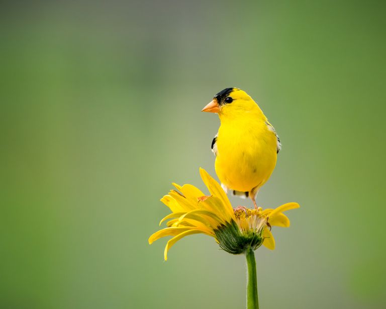 A bright yellow finch perched on a yellow daisy in a garden setting.