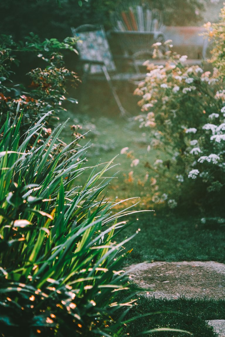 Tranquil garden scene with lush plants and morning sunlight, perfect for nature enthusiasts.