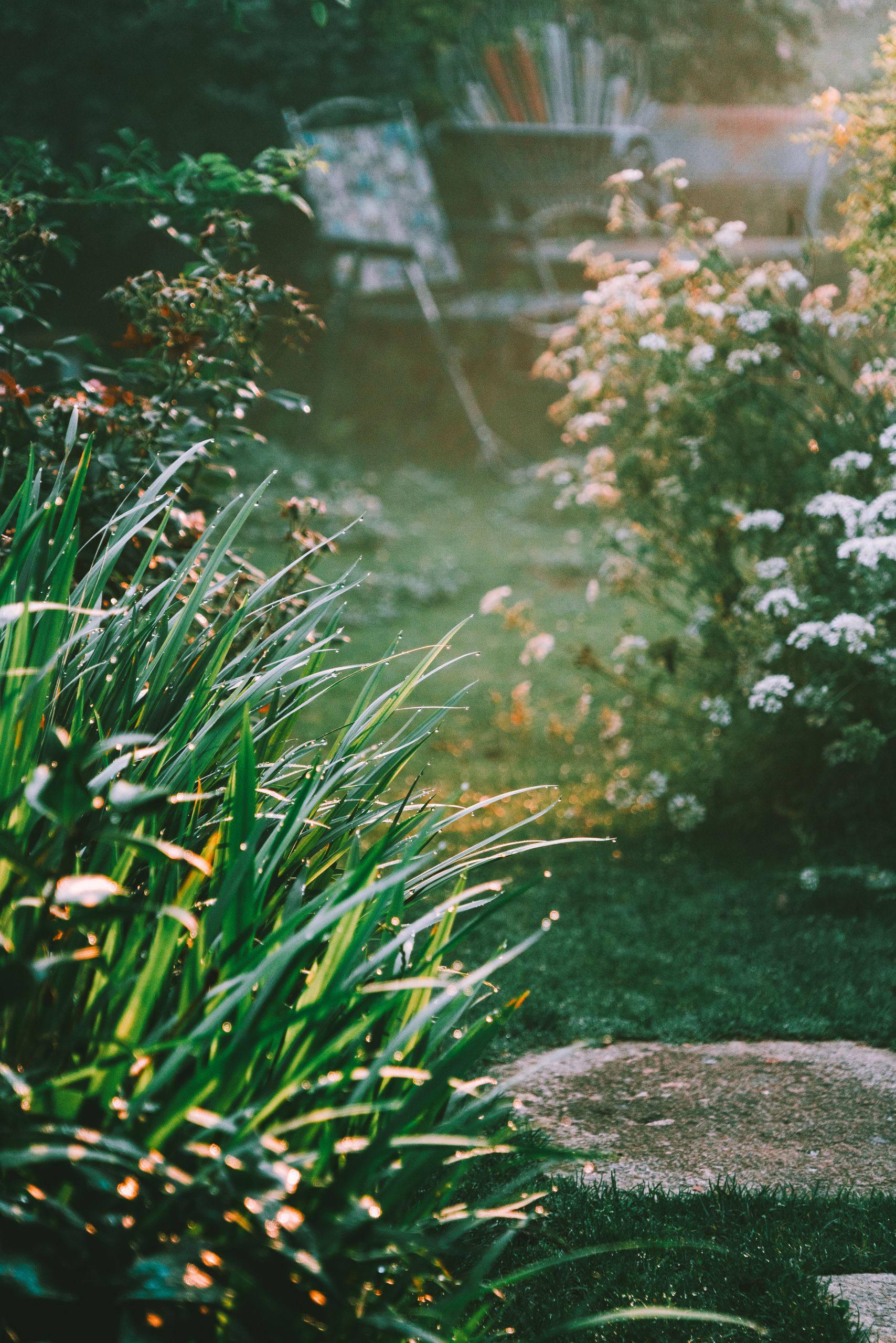 Tranquil garden scene with lush plants and morning sunlight, perfect for nature enthusiasts.